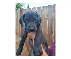 Purebred Great Dane Puppies Pet Homes Only - 4