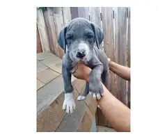 Purebred Great Dane Puppies Pet Homes Only - 5
