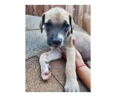 Purebred Great Dane Puppies Pet Homes Only - 6