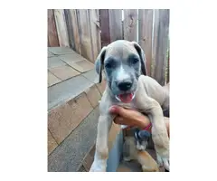 Purebred Great Dane Puppies Pet Homes Only - 7