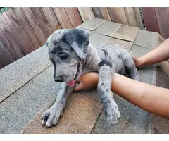 Purebred Great Dane Puppies Pet Homes Only - 8