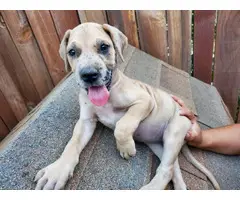 Purebred Great Dane Puppies Pet Homes Only - 9