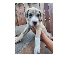 Purebred Great Dane Puppies Pet Homes Only - 10