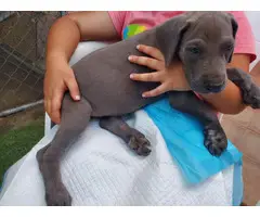 Purebred Great Dane Puppies Pet Homes Only - 11