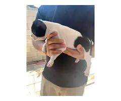 Two boys and one girl Boston terrier puppies