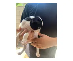 Two boys and one girl Boston terrier puppies - 4