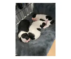 Two boys and one girl Boston terrier puppies - 11