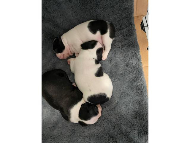 Two boys and one girl Boston terrier puppies in Irvine, California