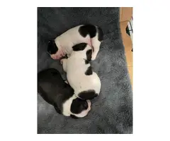 Two boys and one girl Boston terrier puppies - 12