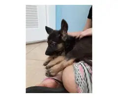 Male and Female purebred German shepherd puppies for adoption - 1