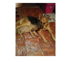 Male and Female purebred German shepherd puppies for adoption - 3
