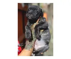 Standard size Cane Corso puppies for sale