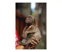 Standard size Cane Corso puppies for sale - 2
