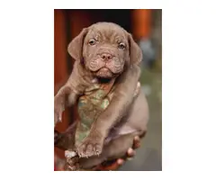 Standard size Cane Corso puppies for sale - 3