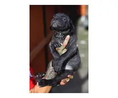 Standard size Cane Corso puppies for sale - 4