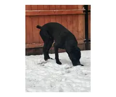 Standard size Cane Corso puppies for sale - 6