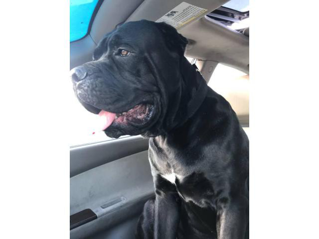 Standard size Cane Corso puppies for sale in Chicago
