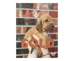 10 Bloodhound puppies for sale - 2