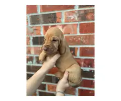 10 Bloodhound puppies for sale - 3
