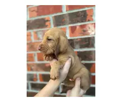10 Bloodhound puppies for sale - 4