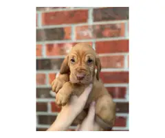 10 Bloodhound puppies for sale - 5