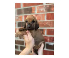 10 Bloodhound puppies for sale - 6