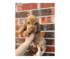 10 Bloodhound puppies for sale - 7