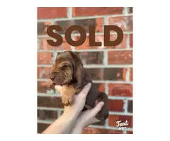 10 Bloodhound puppies for sale - 8
