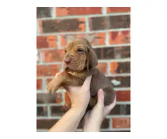 10 Bloodhound puppies for sale - 9