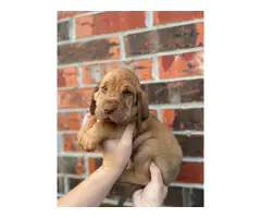 10 Bloodhound puppies for sale - 10