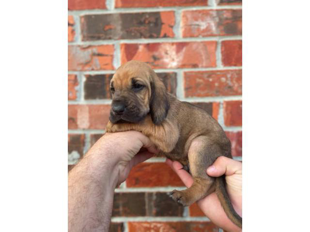 10 Bloodhound puppies for sale in College Station, Texas