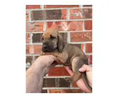 10 Bloodhound puppies for sale - 11