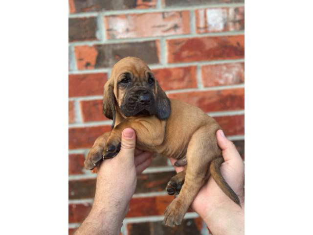 10 Bloodhound puppies for sale in College Station, Texas ...