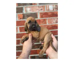 10 Bloodhound puppies for sale - 12