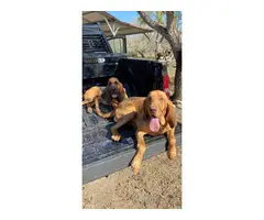 10 Bloodhound puppies for sale - 13