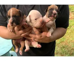 3 AKC Boxer Puppies for Sale