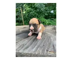 3 AKC Boxer Puppies for Sale - 2