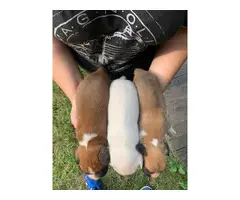 3 AKC Boxer Puppies for Sale - 3