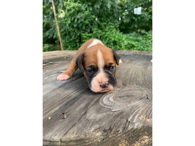 3 AKC Boxer Puppies for Sale Monterey - Puppies for Sale Near Me