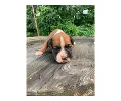 3 AKC Boxer Puppies for Sale - 4