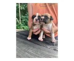 3 AKC Boxer Puppies for Sale - 6