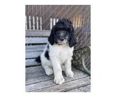 2 males Standard Poodle puppies for sale
