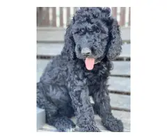 2 males Standard Poodle puppies for sale - 2