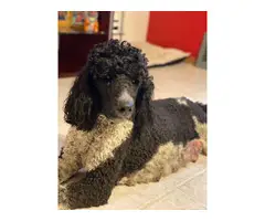 2 males Standard Poodle puppies for sale - 3