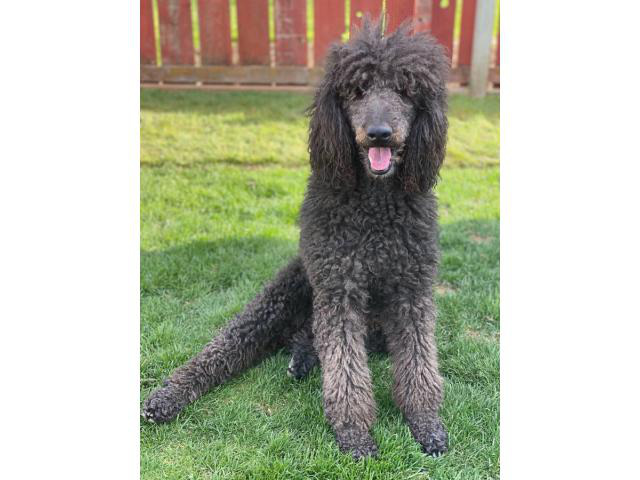 2 males Standard Poodle puppies for sale in Marysville ...