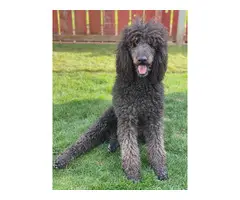 2 males Standard Poodle puppies for sale - 4