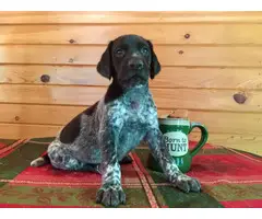 Male German Shorthaired Pointer Puppies available - 2