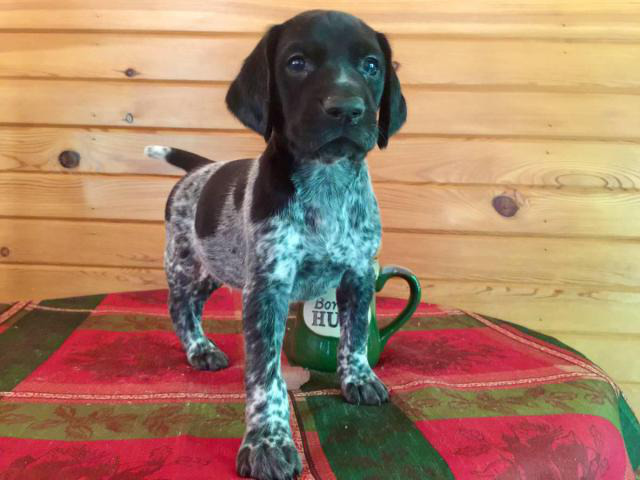 Male German Shorthaired Pointer Puppies available in ...