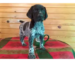 Male German Shorthaired Pointer Puppies available - 3