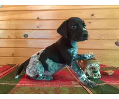 Male German Shorthaired Pointer Puppies available - 4